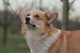 CORGI PEMBROKE 1428